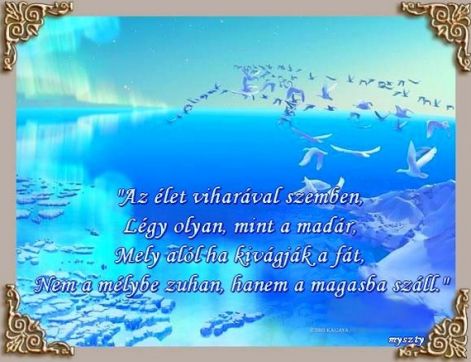 www.tvn.hu_5aaf70fe56bf95e7bdd215146ce3d1c3.jpg